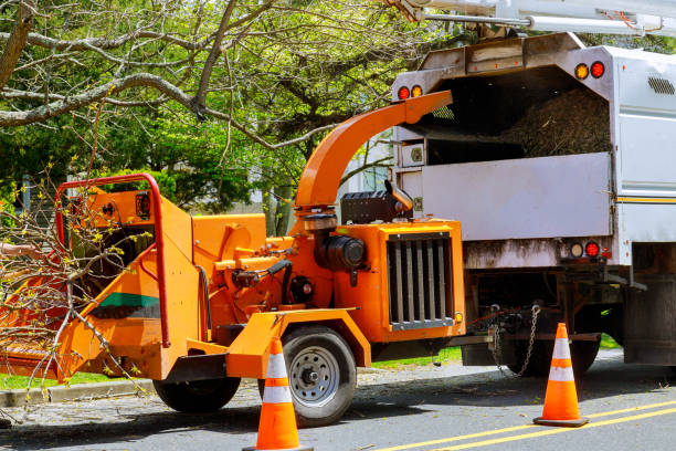 Trusted Bethel Park, PA  Tree Services Experts